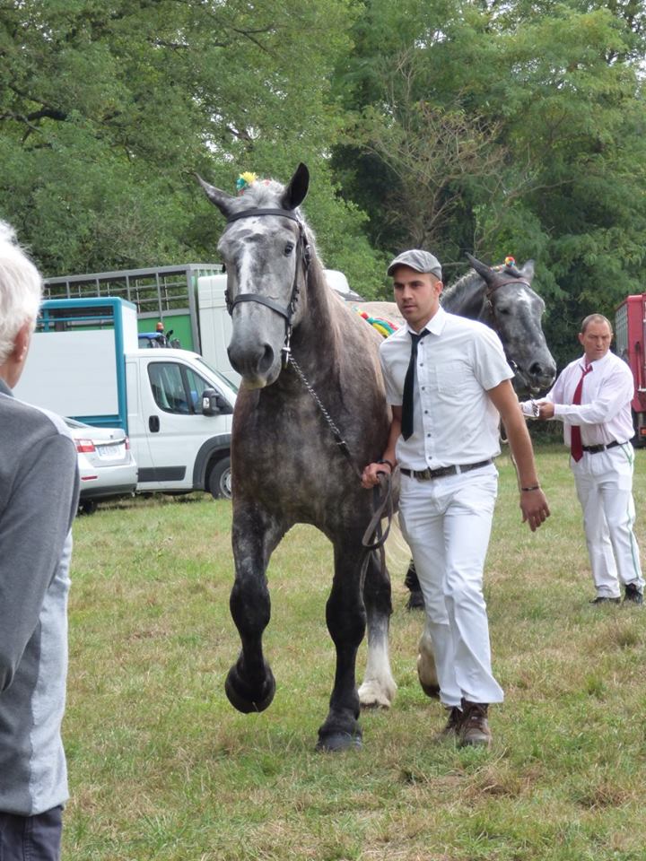 Concours Mod Le Et Allures Local Chevaux De Trait Chateaumeillant